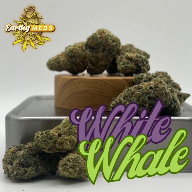 White Whale