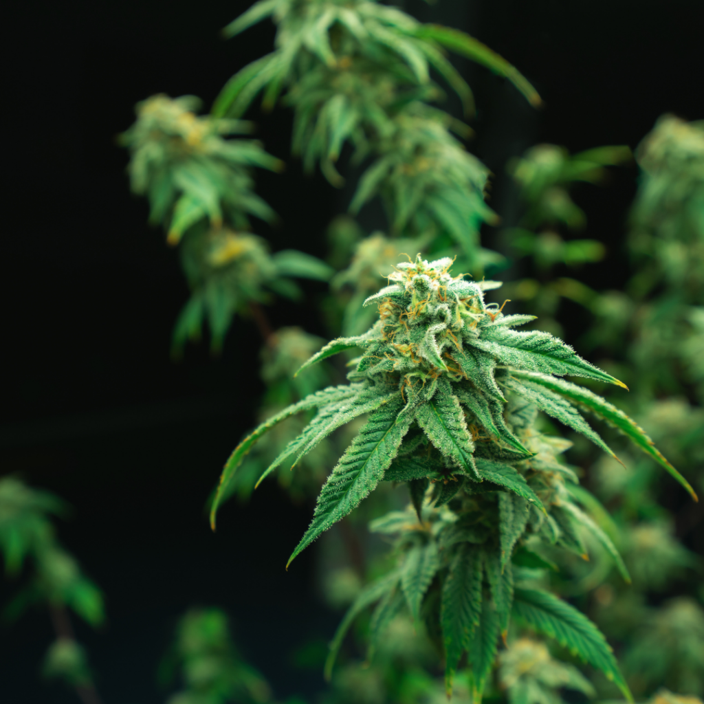 Sativa Strains