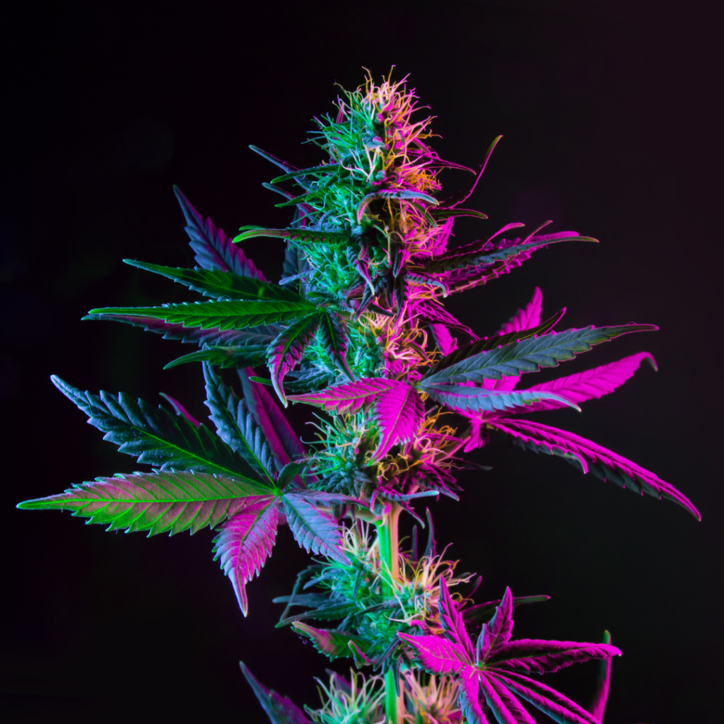 Hybrid Strains