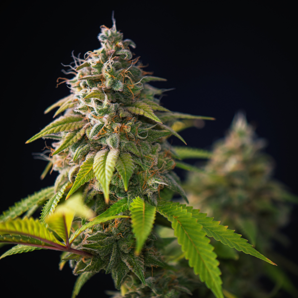 Indica Strains
