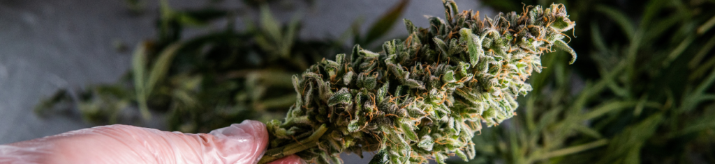 cannabis education blog earthy bud