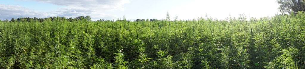 top indica thca strains