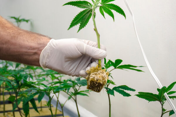 lab testing coas for legal hemp