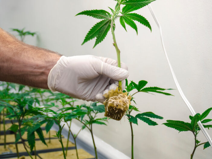 lab testing coas for legal hemp