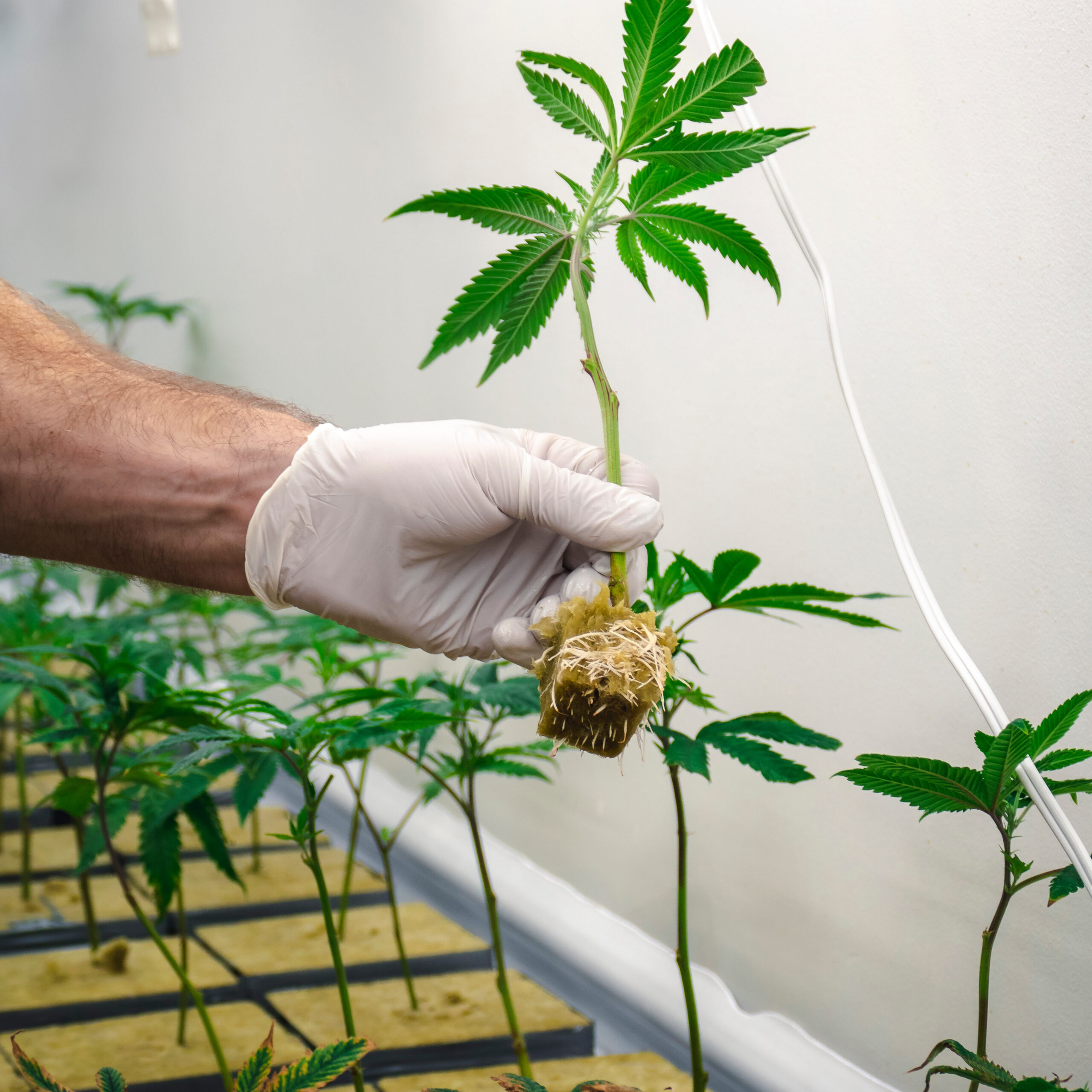 lab testing coas for legal hemp